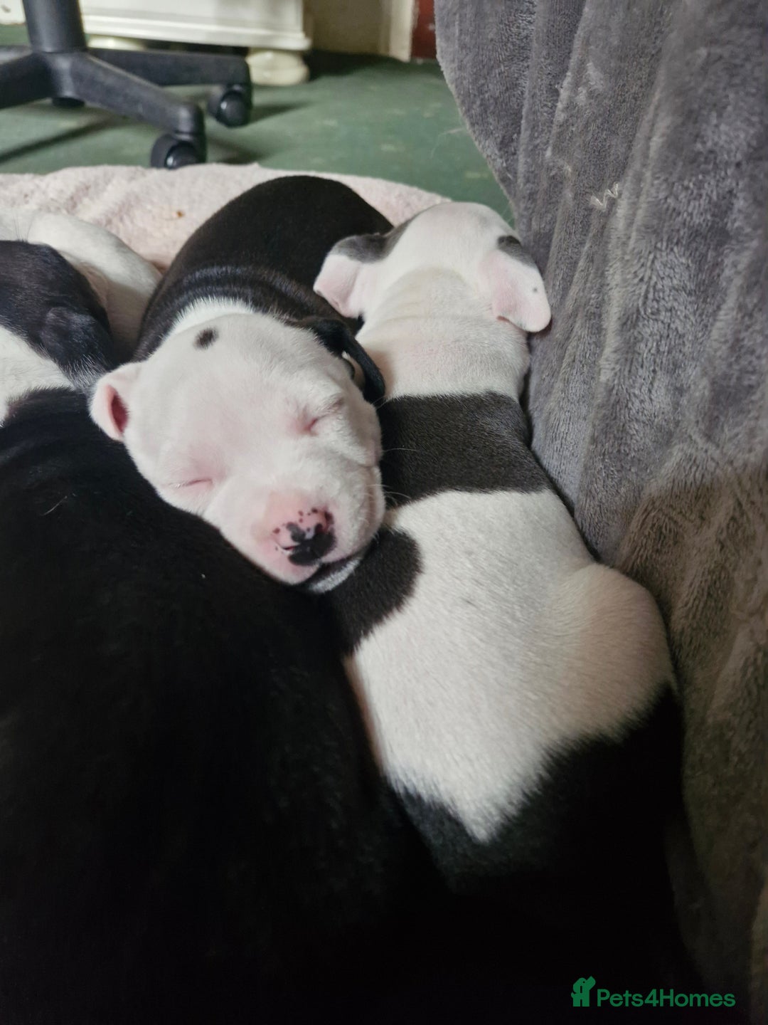 Staffordshire Bull Terrier dogs for sale: From Our Family to Yours - Image 21