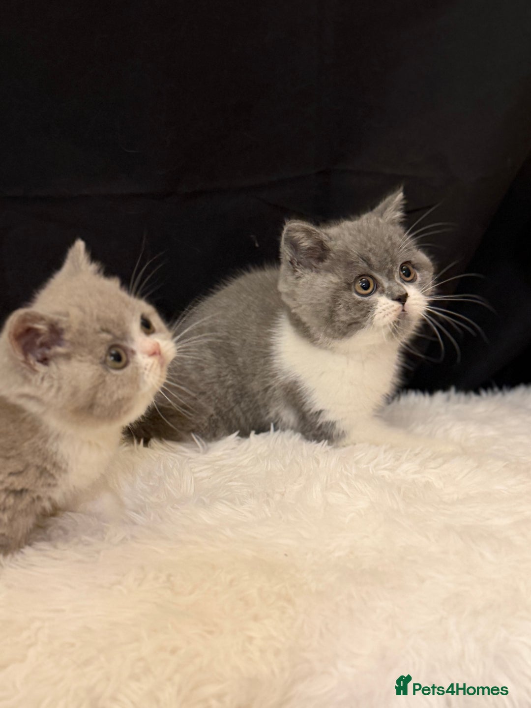 British Shorthair cats for sale: Full Pedigree Registered BSH  - Advert 8
