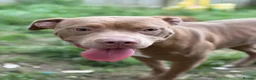Mixed Breed dogs for sale: Dogs for rehoming  in South Shields - Advert 2