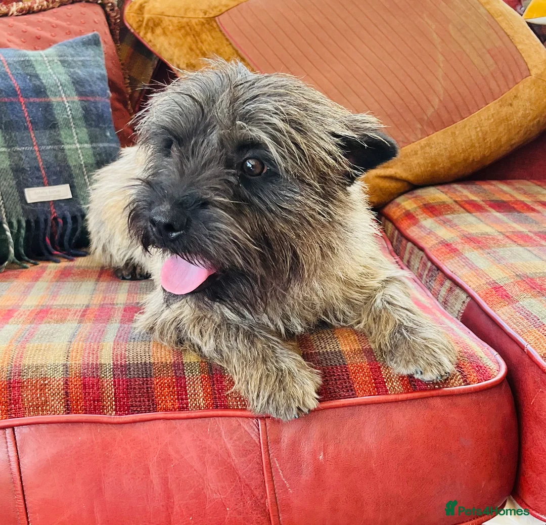 Cairn Terrier dogs for stud: Stunning kc reg CAIRN STUD in Doncaster - Advert 7