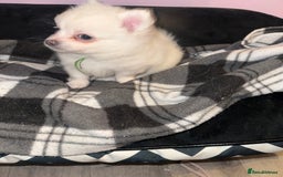 Pomchi dogs for sale: Beautiful Fluffy Pomchis - Image 33