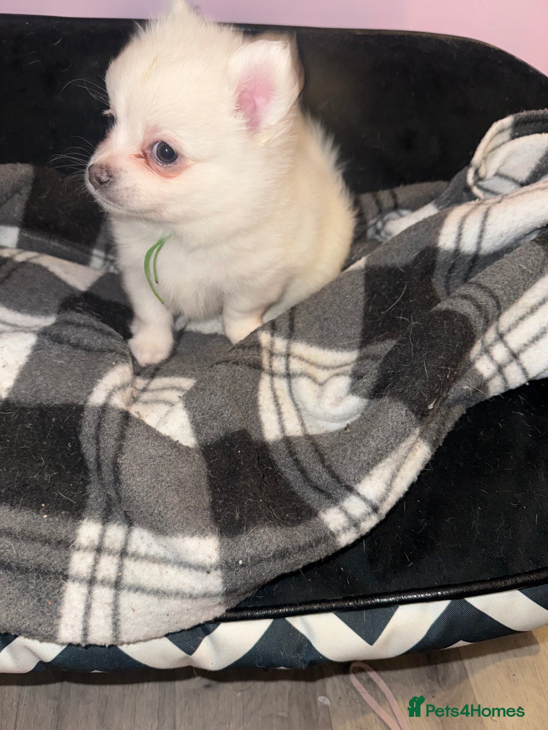 Pomchi dogs for sale: Beautiful Fluffy Pomchis - Image 33