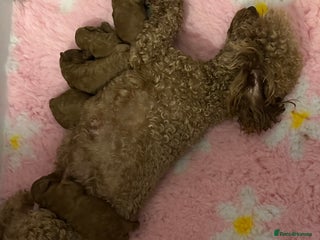 Toy Poodle dogs 5 beautiful kc registered deep red toy poodles - Advert 1