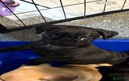 Pug dogs for sale: Last remaining male pug puppy!! Ready to leave now - Image 2