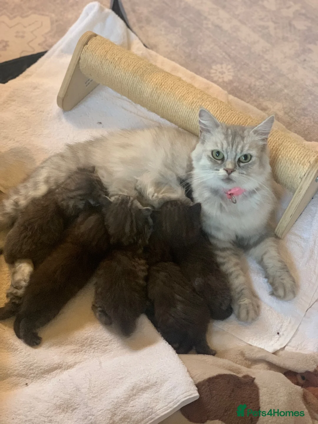 Mixed Breed cats for sale: Persian chinchilla mix kittens  - Advert 5