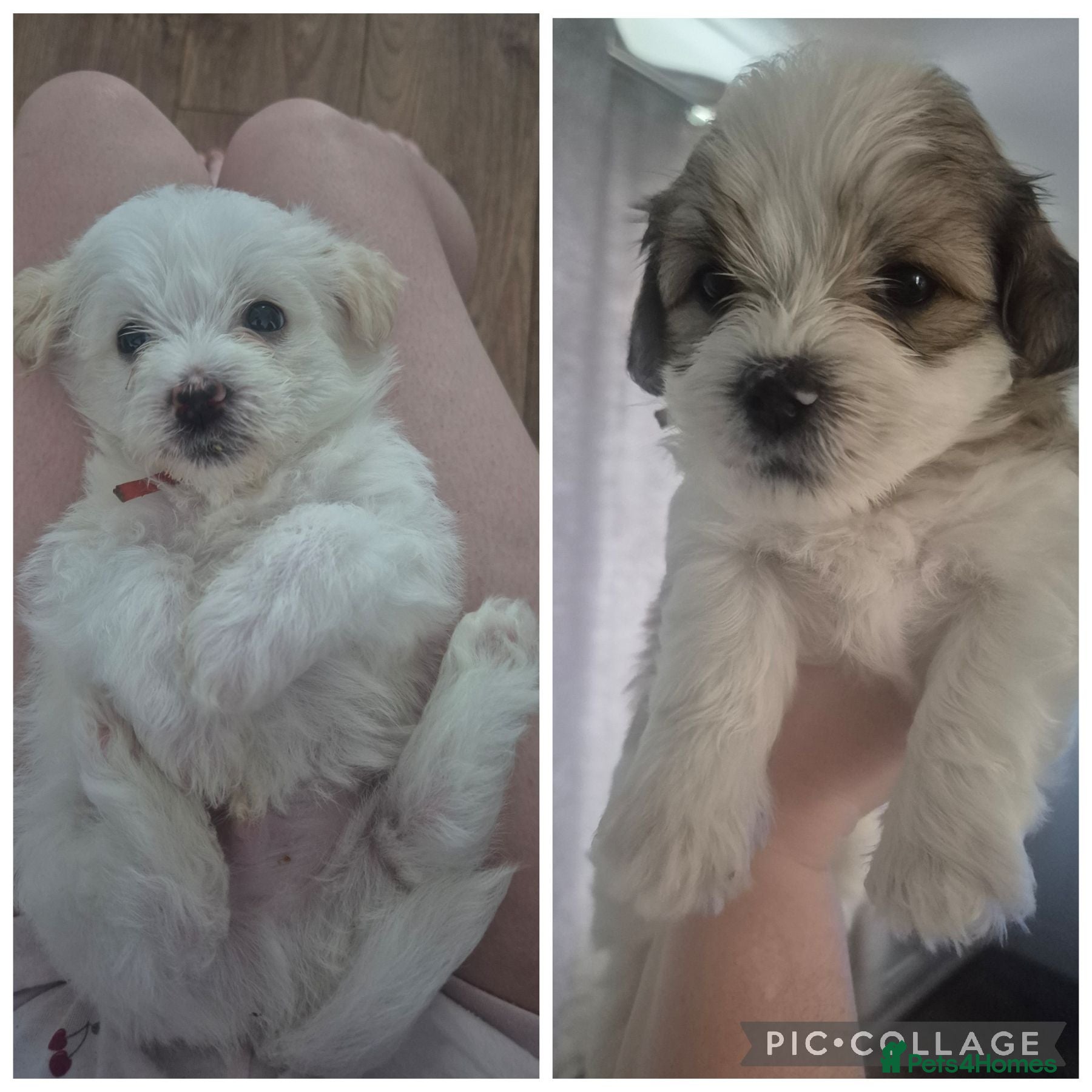 Mixed Breed dogs Ready to go 2 beautiful Shorkie Puppies  - Advert 2