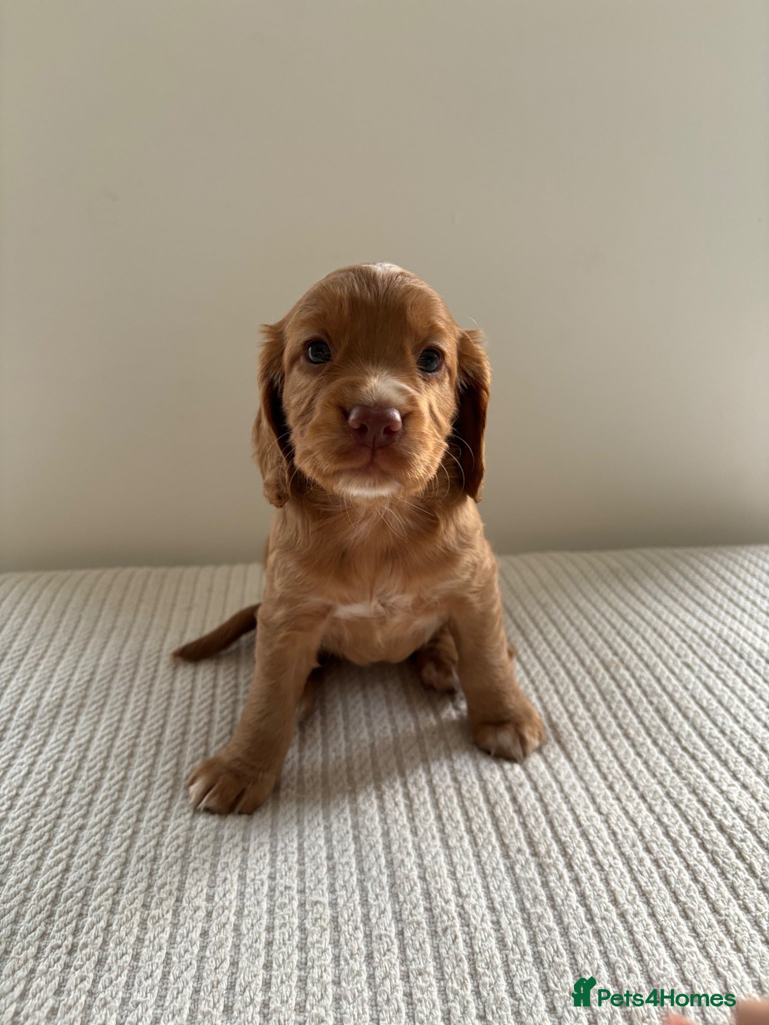 Cocker Spaniel dogs Kc registered cocker spaniel puppies  - Advert 8