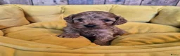Cavapoo dogs for sale: Beautiful Cavapoo Pups Looking for Forever Homes in Witham - Advert 7