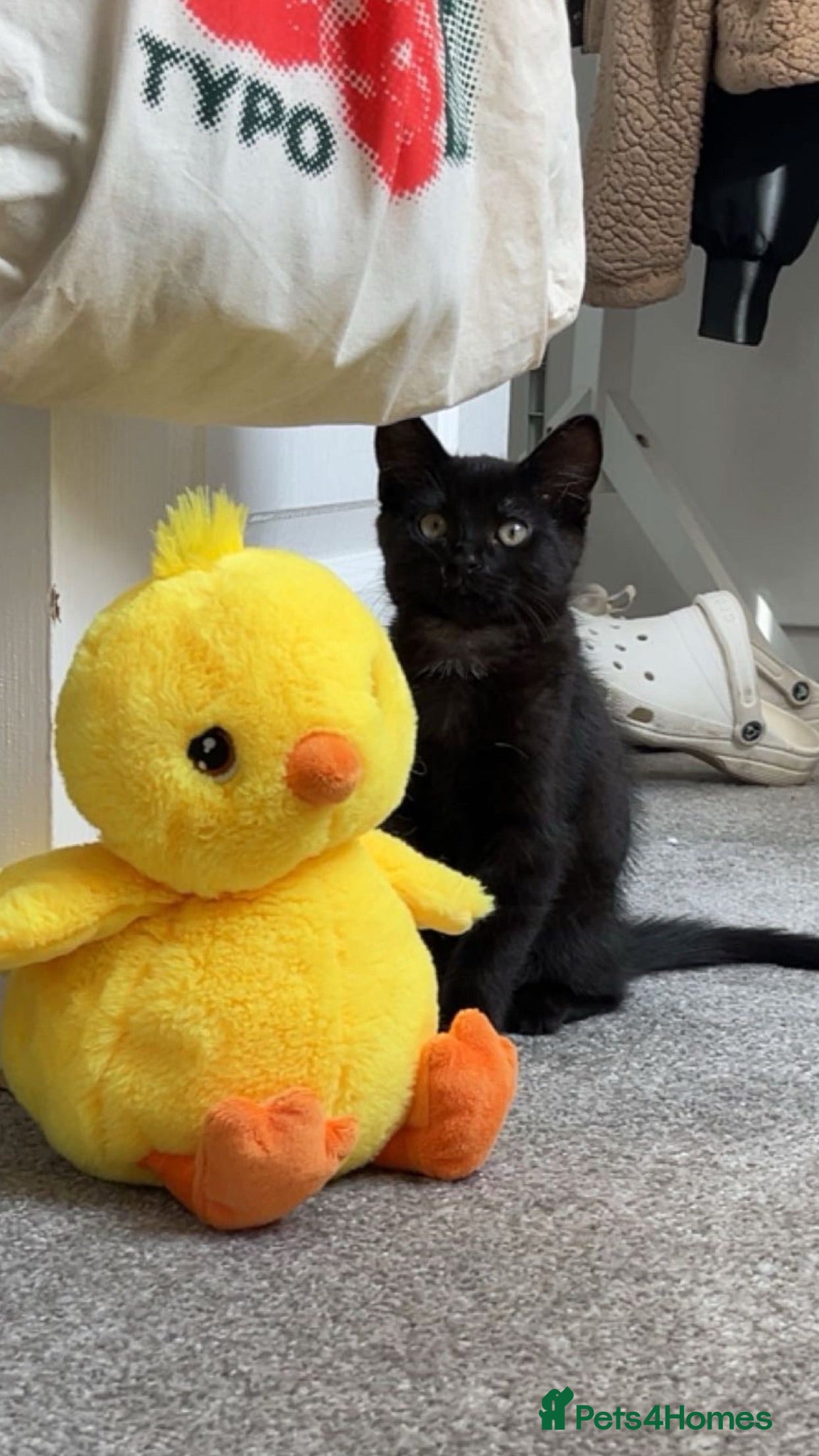 Mixed Breed cats Gorgeous Kitten - Advert 1
