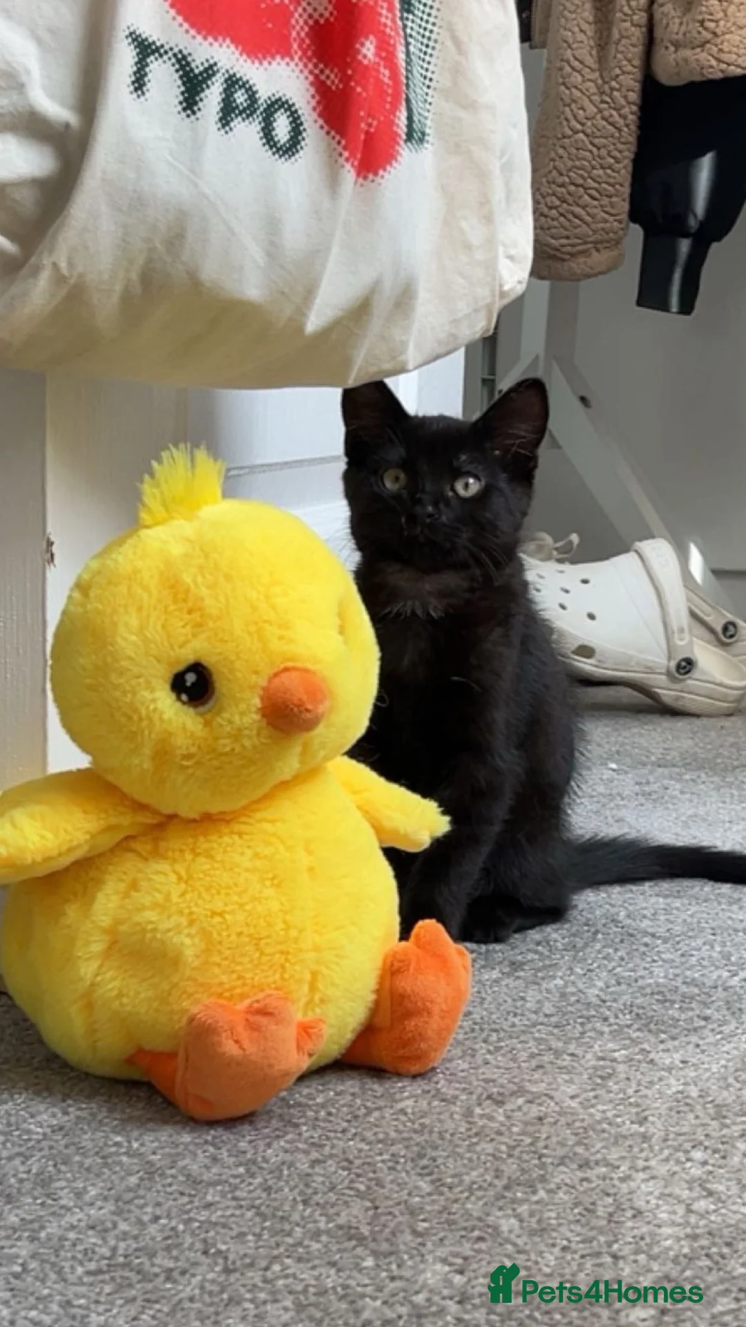 Mixed Breed cats for sale: Gorgeous Kitten - Advert 1
