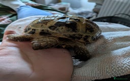 Tortoise reptiles for sale: Bonded pair of tortoises (male and female) - Image 5