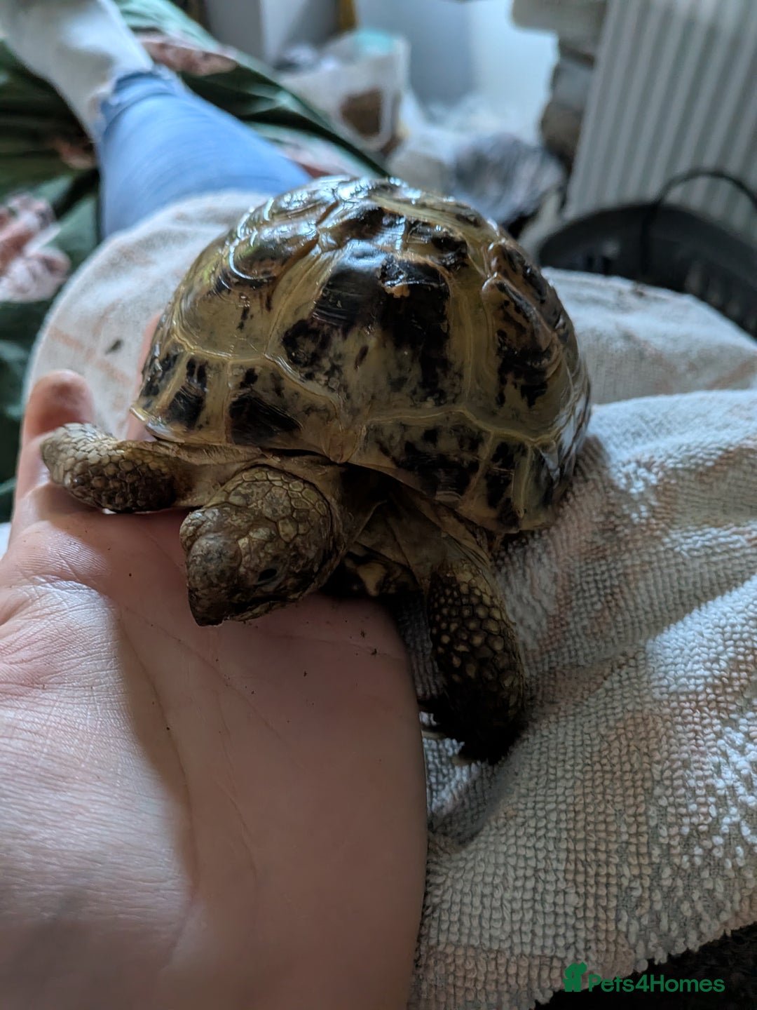 Tortoise reptiles for sale: Bonded pair of tortoises (male and female) - Image 5