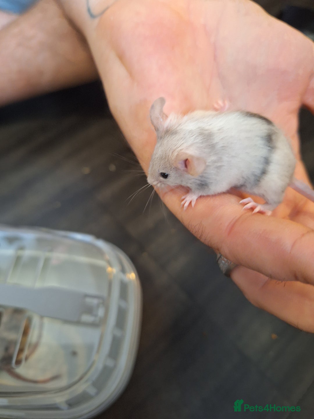 Mouse rodents for sale: Baby female fancy tri colour mice  - Image 4