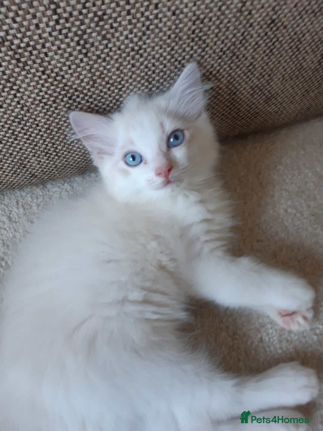 Ragdoll cats for sale: Ragdoll kitten  - Advert 3