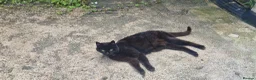 Mixed Breed cats for sale: 2 cats- Polly and Mittens- Must go together  - Advert 4