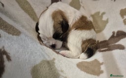 Shih Tzu dogs for sale: Beautiful Shih-tzu's - Image 16