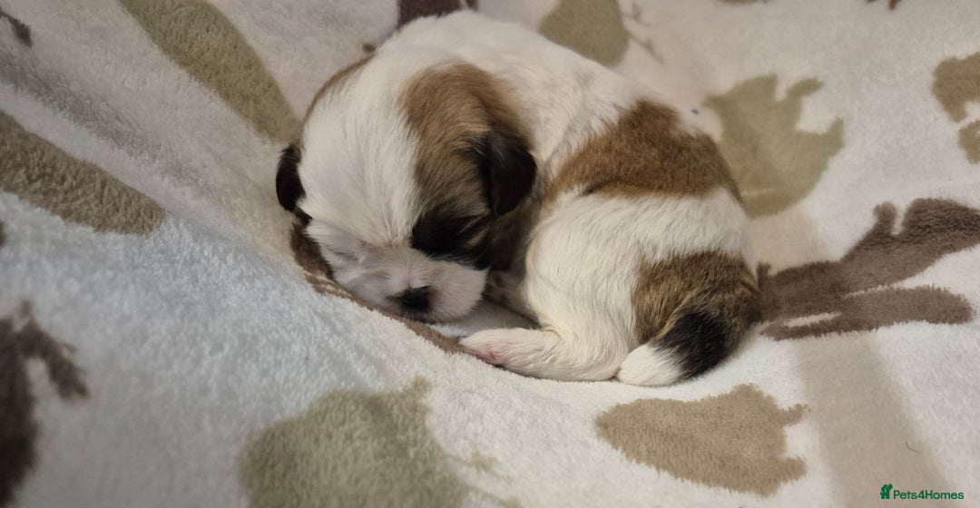 Shih Tzu dogs for sale: Beautiful Shih-tzu's - Image 16