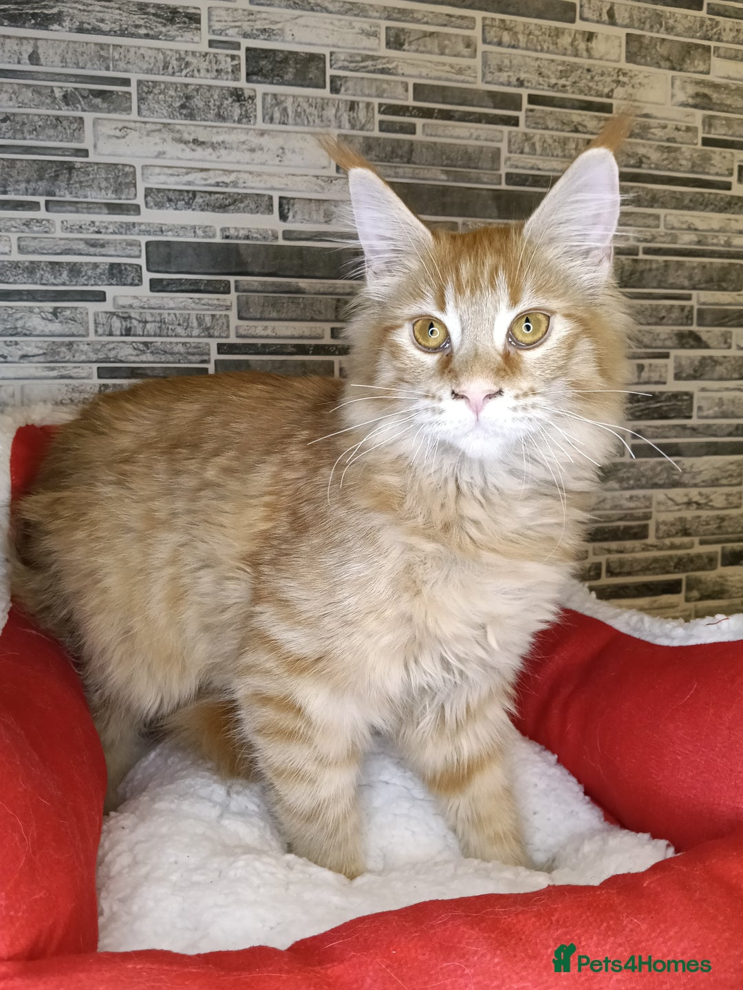 Maine Coon cats for sale: 'PuuureLove' Maine Coon kittens  - Advert 7