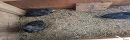 Quail poultry for sale: Black Tuxedo & Progressive Pied Coturnix Quail in Calne - Advert 3