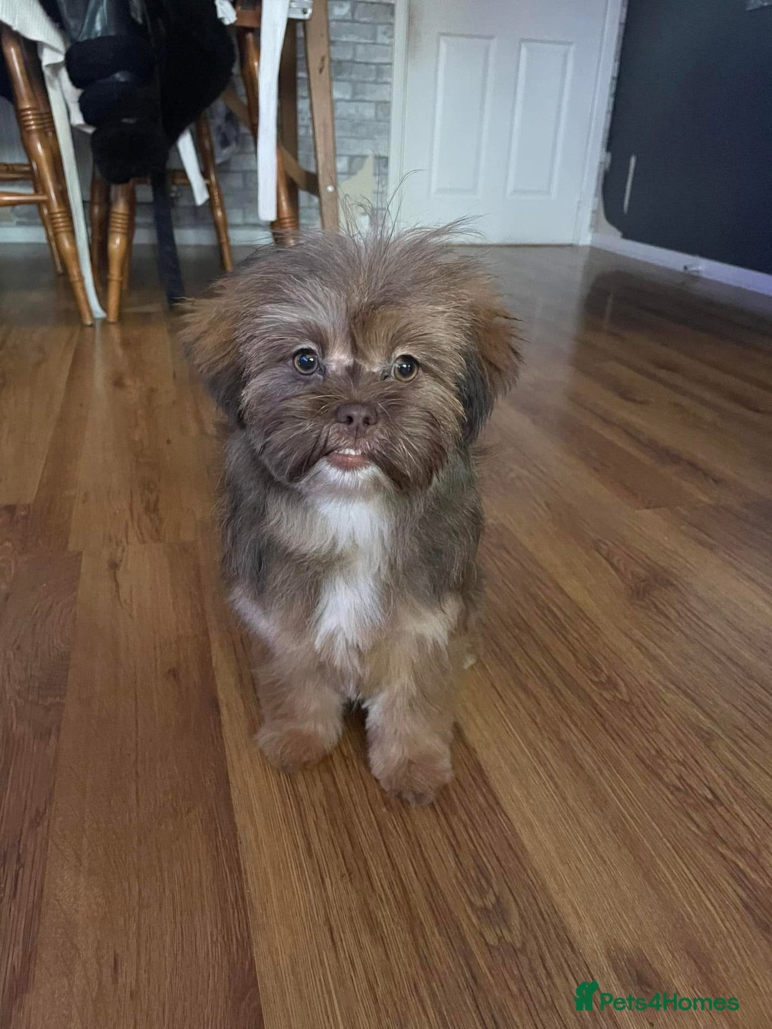 Mixed Breed dogs for sale: Gentle, Child-Friendly Dog Seeking a Loving Home - Advert 1