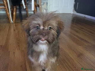 Mixed Breed dogs Gentle, Child-Friendly Dog Seeking a Loving Home - Advert 1