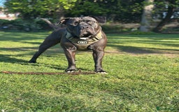 Mixed Breed dogs for stud: Cane Corso x Presa Canario for Stud - Image 9
