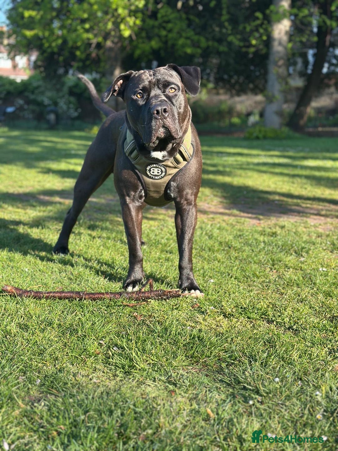 Mixed Breed dogs for stud: Cane Corso x Presa Canario for Stud - Image 9