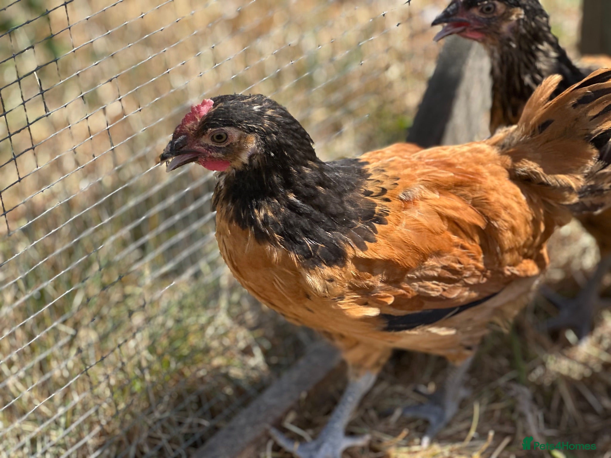 Chickens poultry Pure Breed Cockerels  - Advert 18