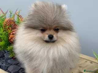 Pomeranian dogs KC Pomeranian Girl ready now - Advert 2