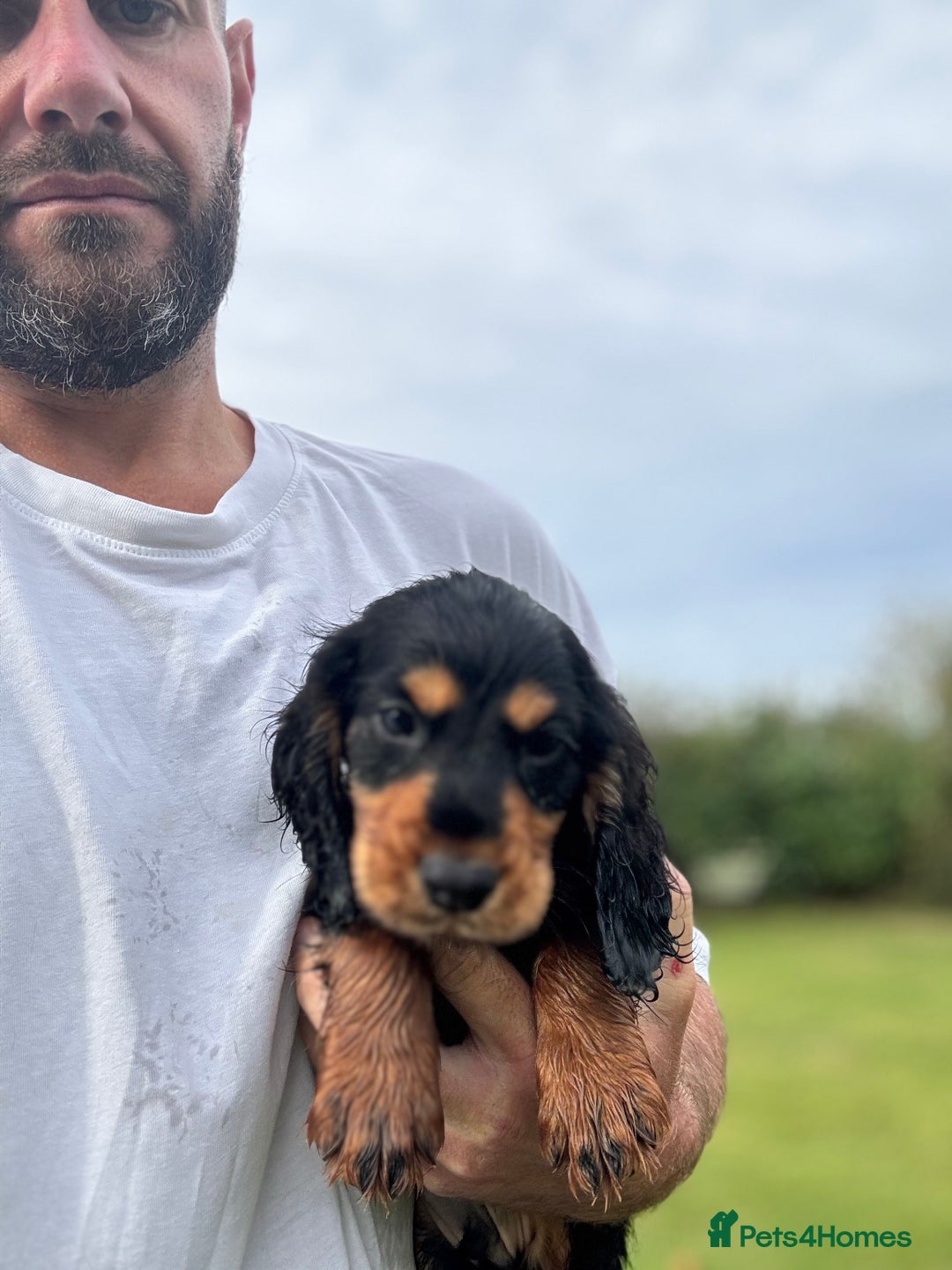 Cocker Spaniel dogs for sale: Champion bred working cocker spaniel - Image 7