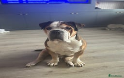 American Bulldog dogs for sale: american bulldog  - Image 17