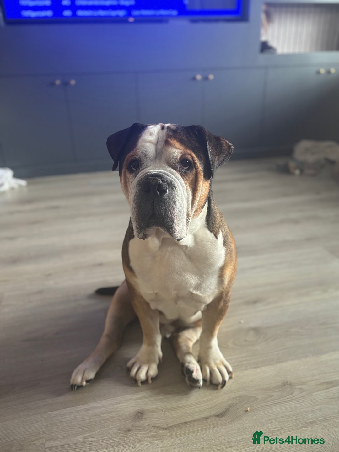 American Bulldog dogs for sale: american bulldog  - Image 17