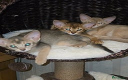 Abyssinian cats for sale: Beautiful Aby  kitten from Champions line - Image 3