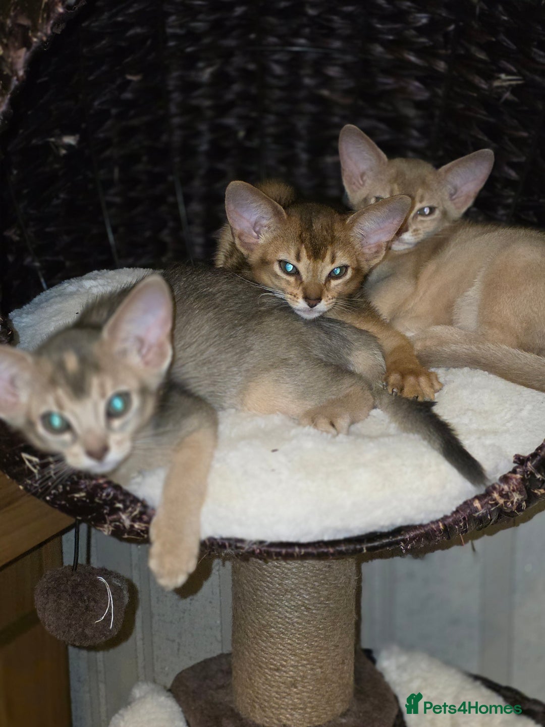 Abyssinian cats for sale: Beautiful Aby  kitten from Champions line - Image 3