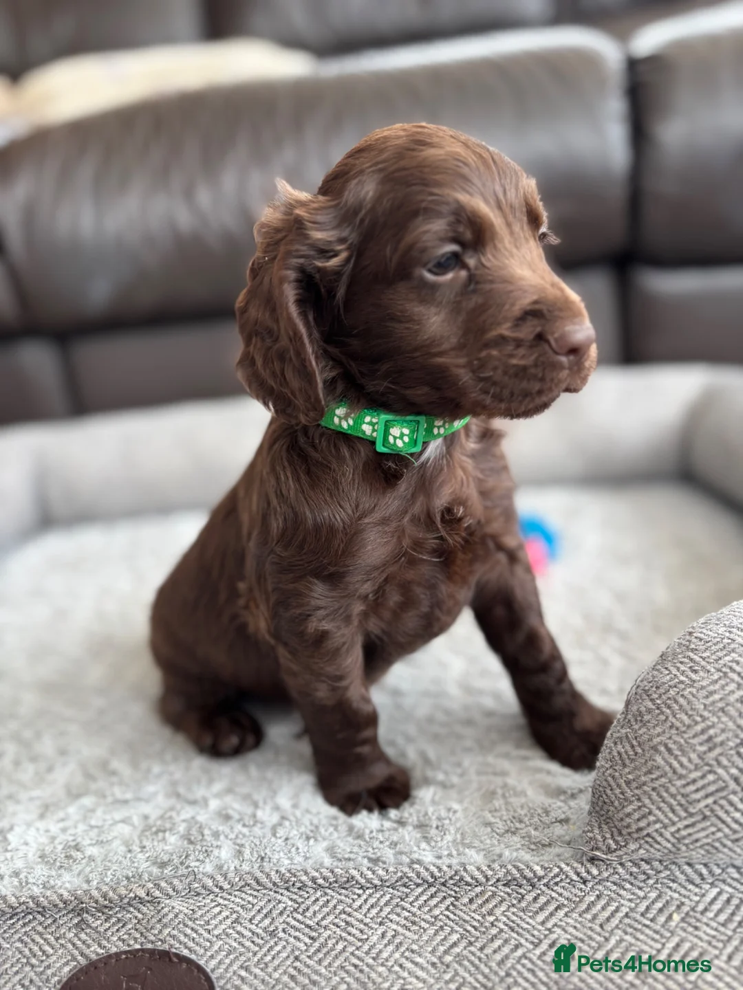 Cocker Spaniel dogs for sale: Beautiful KC Cocker Spaniels - Advert 24