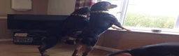 Rottweiler dogs for sale: Rottweiler pupps for sale  - Advert 6