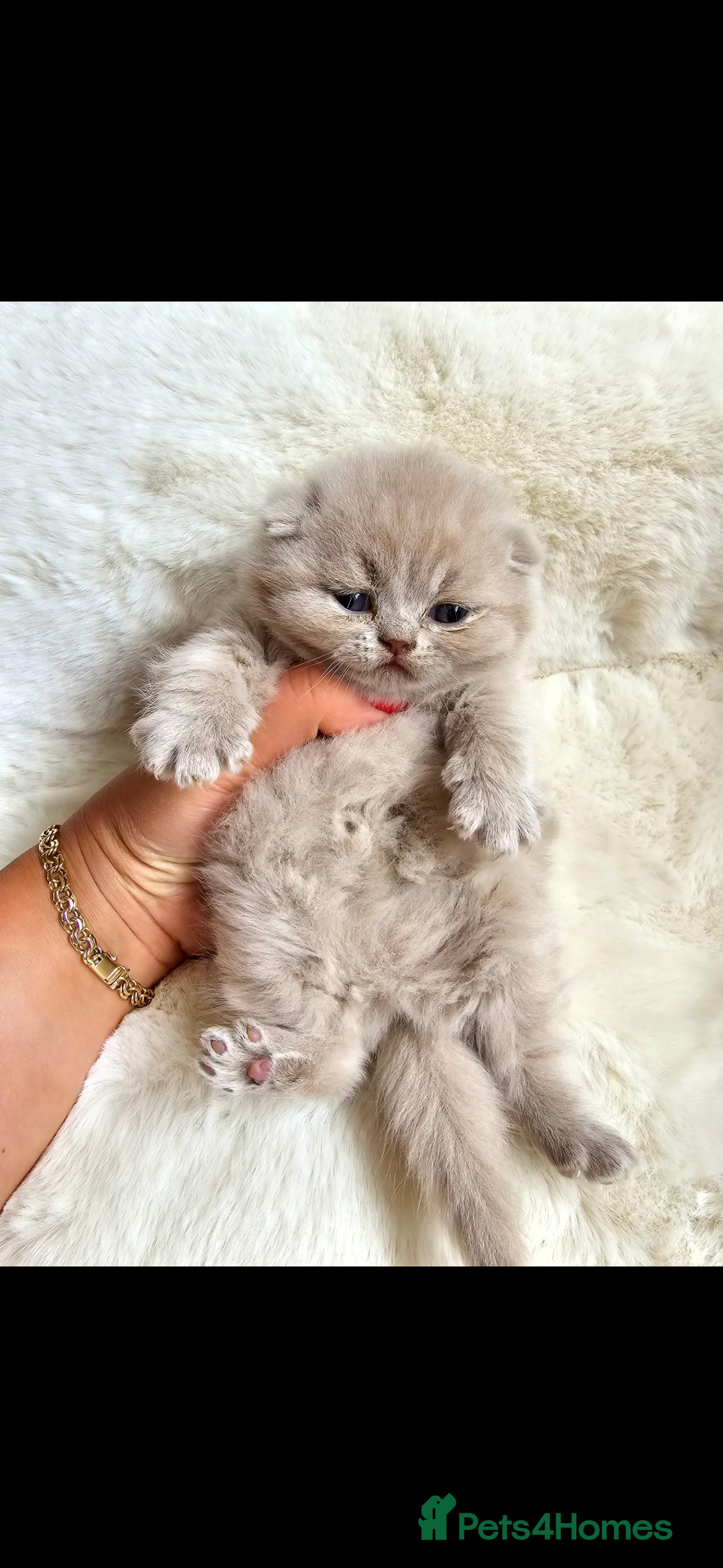 British Shorthair cats 🐻🏆CHAMPION 🏆🐻 LILAC KITTENS🐷 - Advert 1