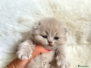 British Shorthair cats 🐻🏆CHAMPION 🏆🐻 LILAC KITTENS🐷 - Advert 4