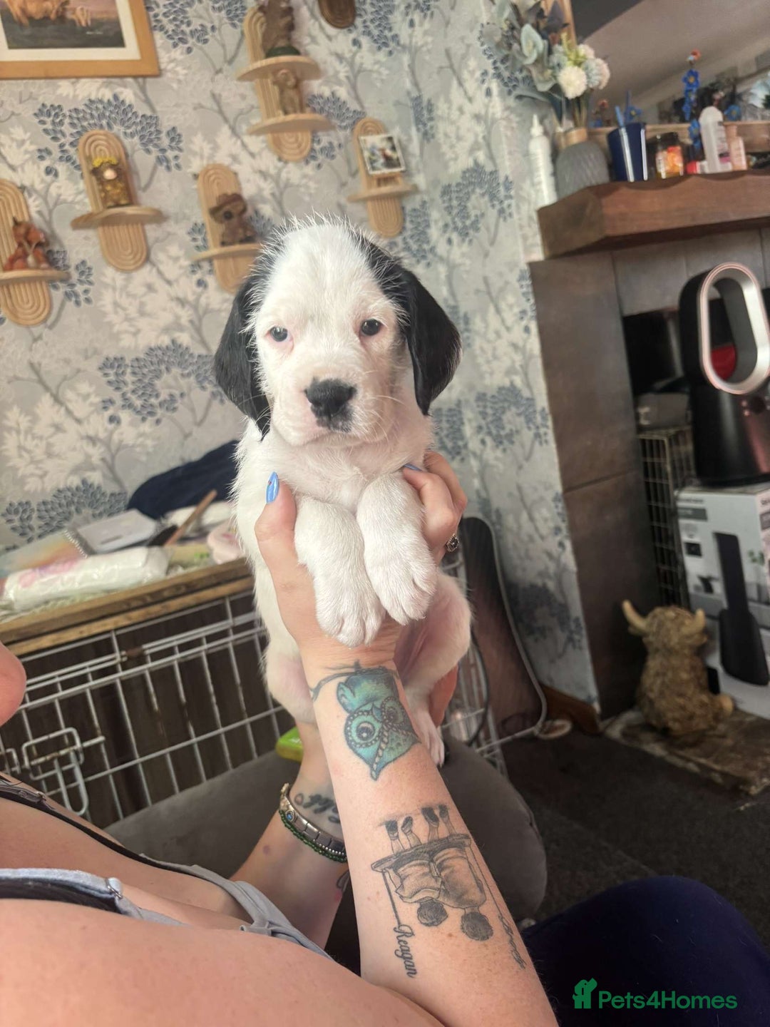 Mixed Breed dogs for sale: long haired Boxapoints - Image 7