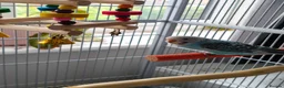 Budgerigars birds for sale: Baby Budgies - Ready for their forever home - Advert 10