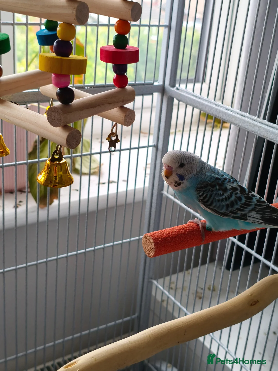 Budgerigars birds for sale: Baby Budgies - Ready for their forever home - Advert 10