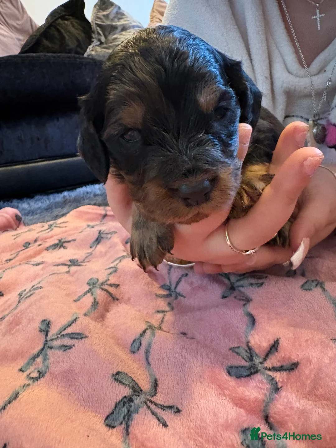 Mixed Breed dogs for sale: Cavapoo Puppies  - Advert 7