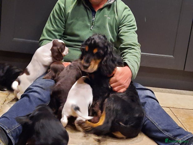 Cocker Spaniel dogs Cocker Spaniel Puppies - Advert 4