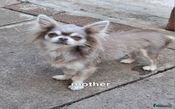 Mixed Breed dogs for sale: Chihuahua/Mix Boy Puppy for sale - Image 5