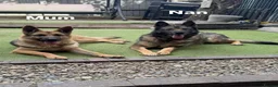 German Shepherd dogs for sale: Working line GSD puppies - 3rd generation breeding - Advert 4