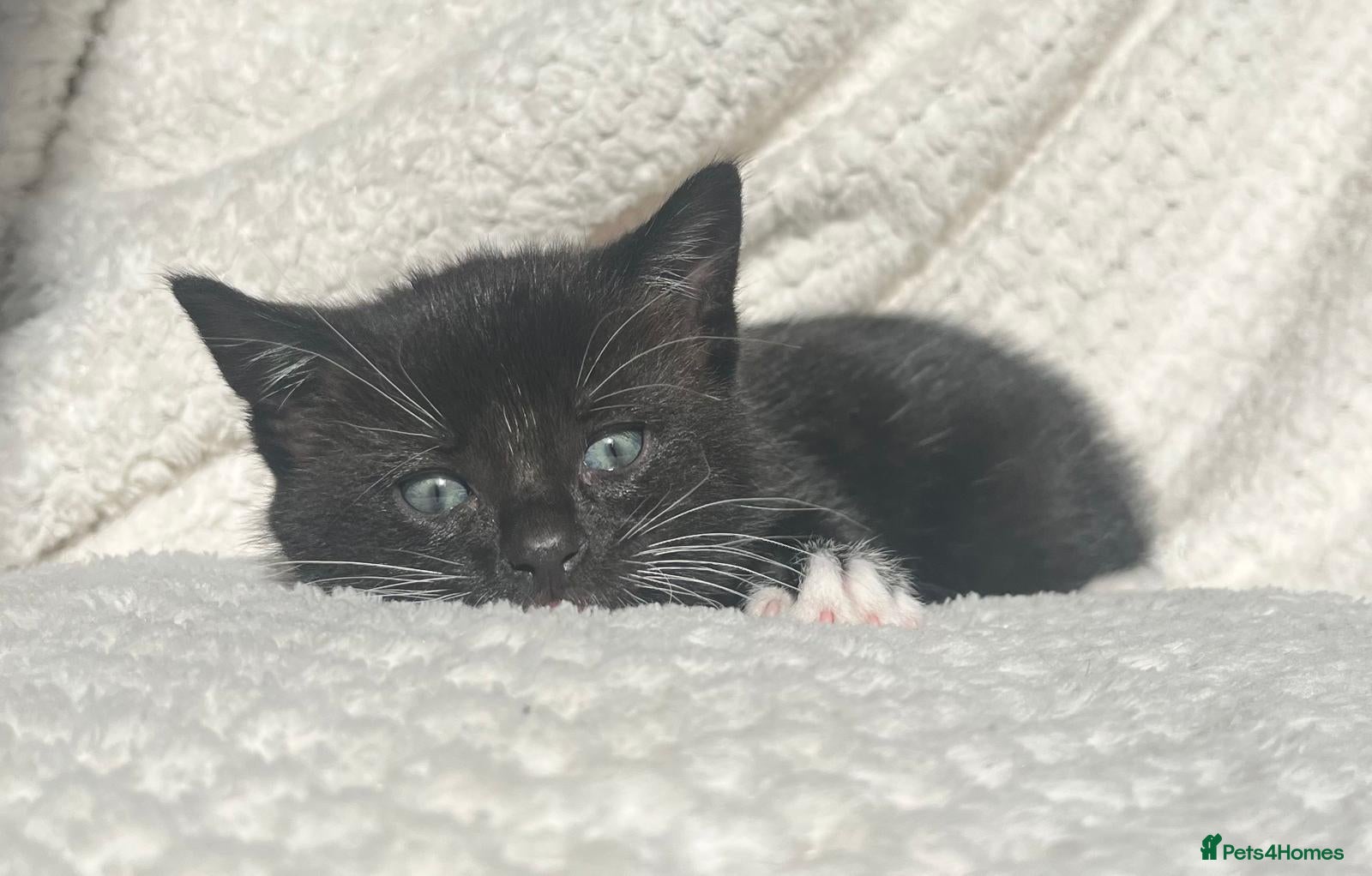 Domestic Shorthair cats Adorable kittens for sale - Advert 3