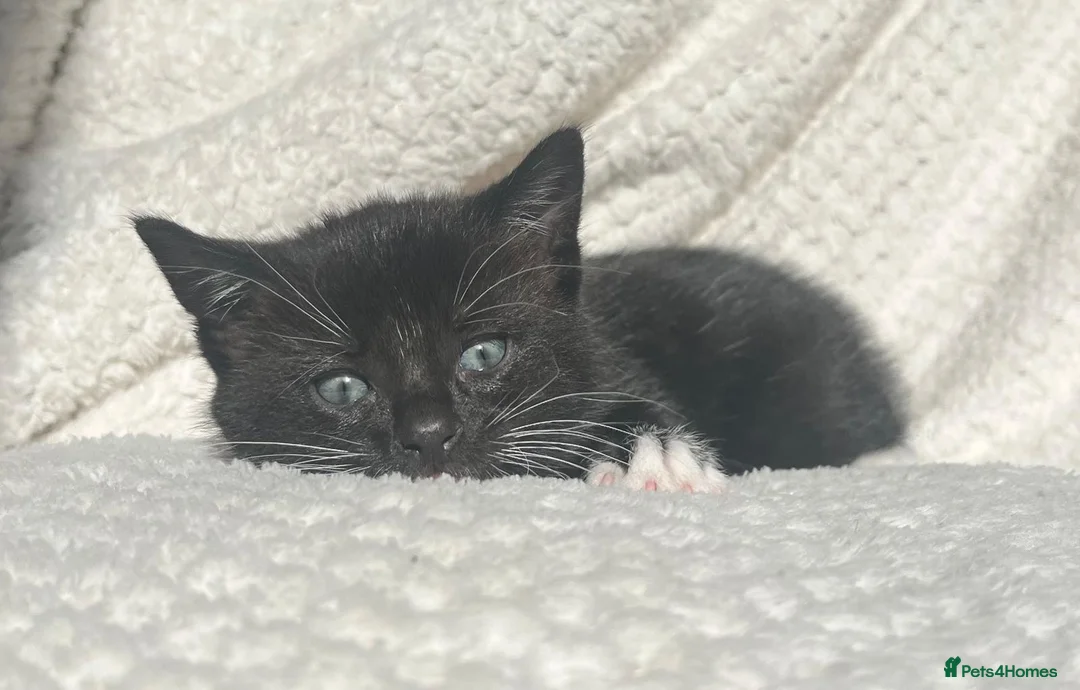 Domestic Shorthair cats for sale: Adorable kittens for sale - Advert 8