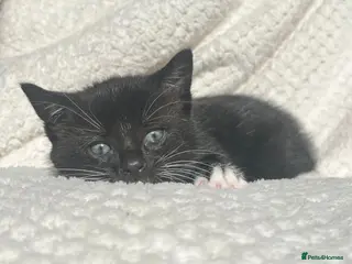 Domestic Shorthair cats Adorable kittens for sale - Advert 3