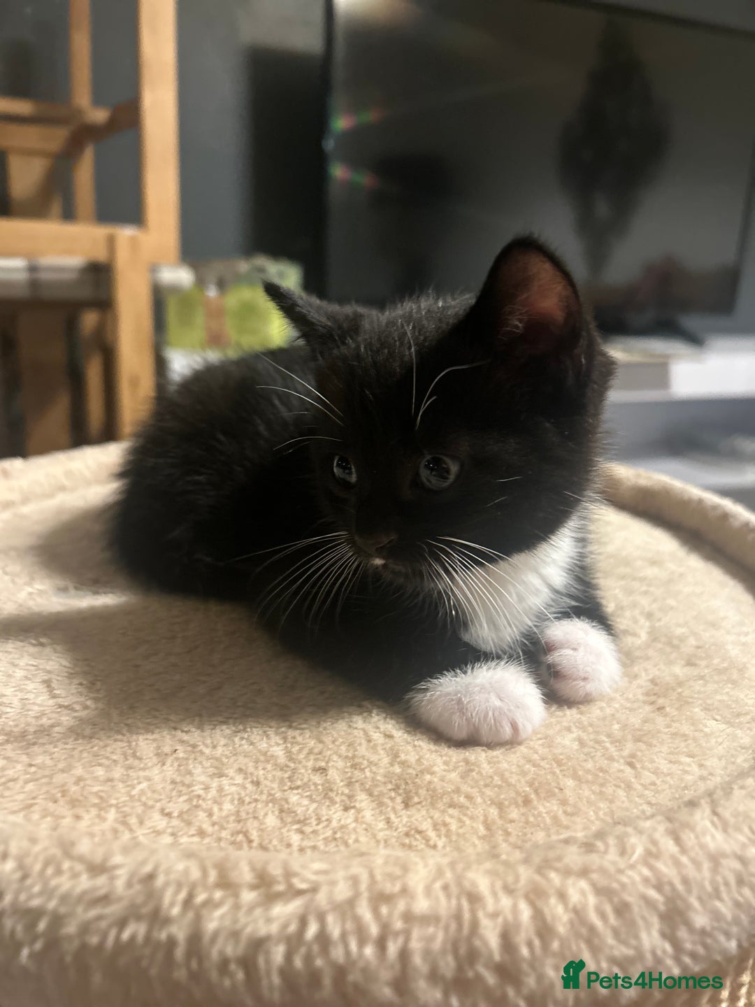Domestic Shorthair cats for sale: Domestic short hair  - Image 3