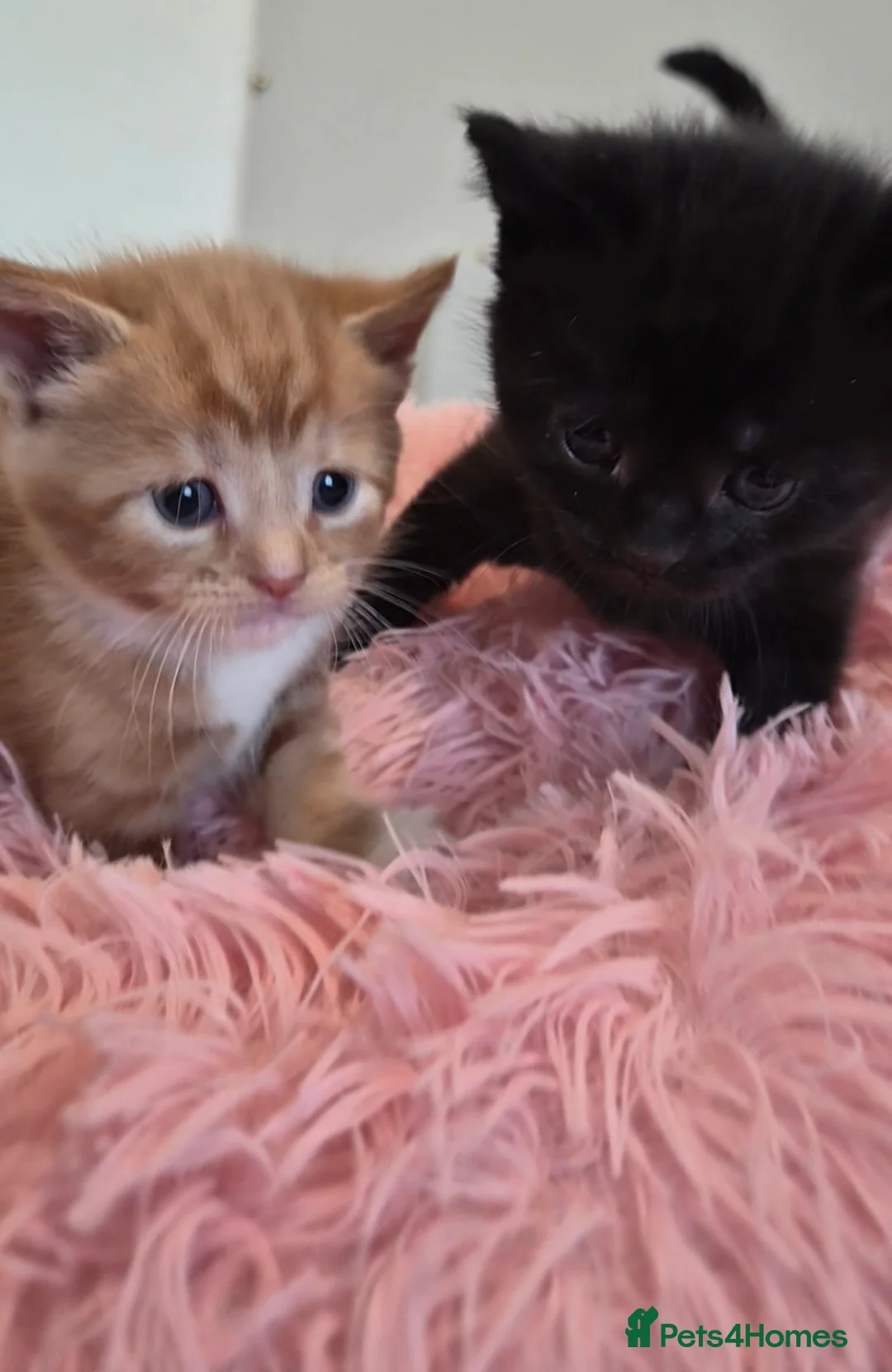 Maine Coon cats for sale: Maine Coon Mix Kittens - Advert 4